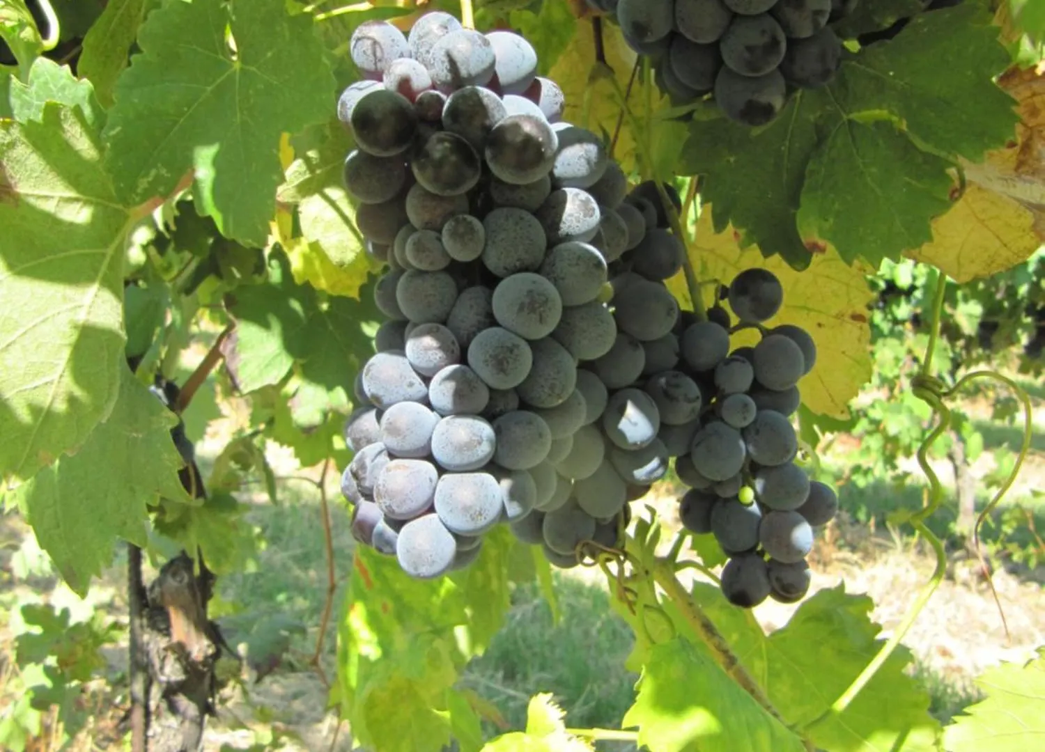 Podere Riosto Cantina&Agriturismo Pianoro