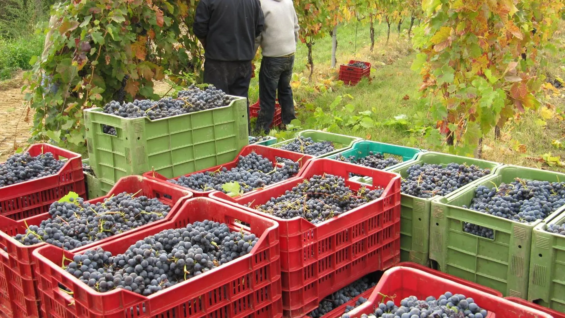 Podere Riosto Cantina&Agriturismo Pianoro Italy